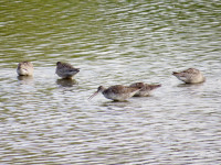 Shibdon Pond